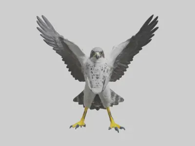 Falcon diving model 3D model