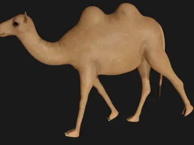 fully rigged low poly camel Low-poly 3D model