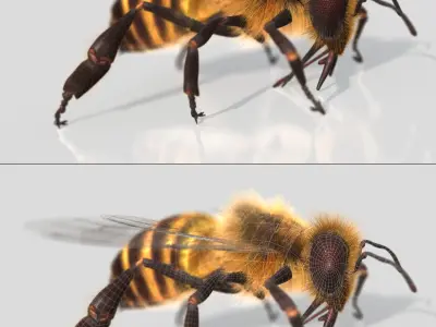 HONEYBEE XGEN CORE ANIMATED 3D model