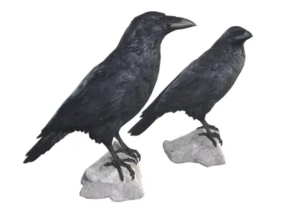Raven 3D model purchase