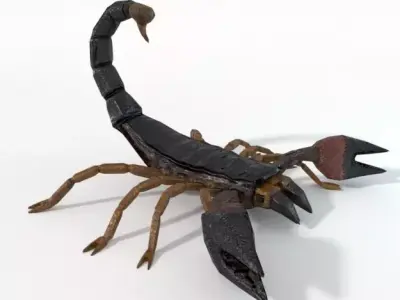 Scorpion Low-poly 3D model