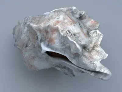 Sea Snail Conch Low-poly 3D model