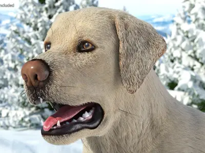  Labrador Dog White Rigged Fur 