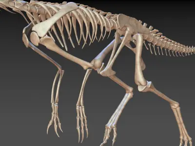 Ornithomimus skeleton 3D model
