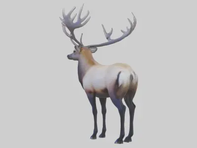 Elk deer Low-poly 3D model purchase