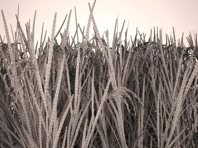 Asian Rice Field 3D model