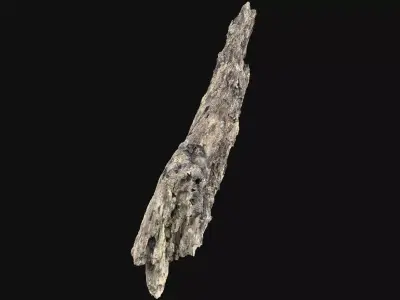 Dry Old Tree trunk wood 3d scan highpoly 3D model