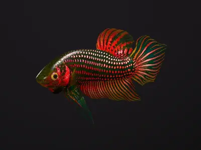 Betta Fish 3D model get