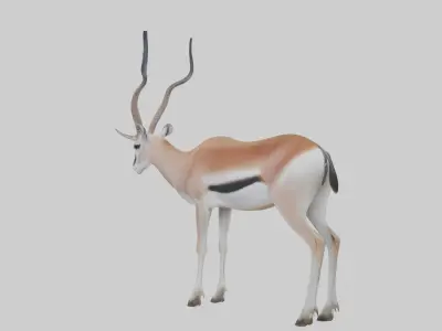 Cuviers gazelle Low-poly 3D model