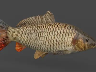 Carp Fish 3D model get