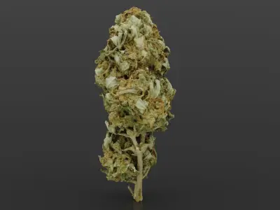 Cannabis Bud 04 3D model
