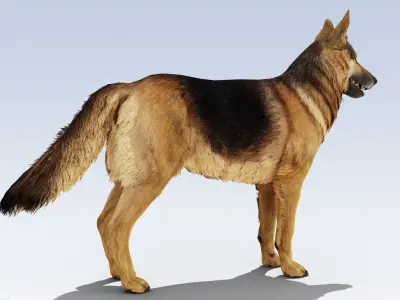 German Shepherd Dog Rig Low-poly 3D model