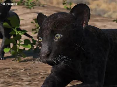 Panther Cub Lying Down 3D model