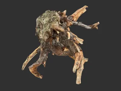 Tree Root 3D Scan 3D model by Shutters