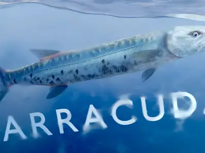 Barracuda Free 3D model purchase
