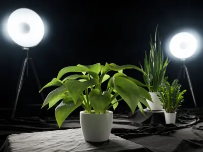  Plantain Lily Plant Potted Plant Model  buy