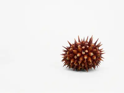 Venomous Fire Urchin with Spines Low-poly 3D model