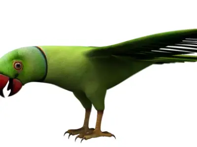 green parrot bird 3d model 3D model