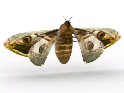 butterfly moth 3D model