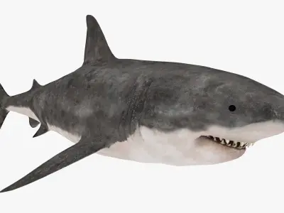Great White Shark Low-poly 3D model 4