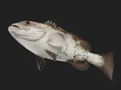 Bass fish Low-poly 3D model 6