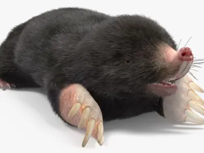 Mole Animal Fur Rigged 3D model