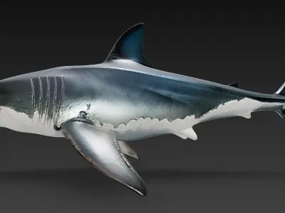 Shark 3D Model - Simple 3D model