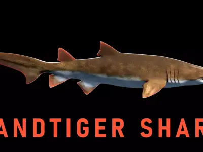 Animated Sand Tiger Shark Low-poly 3D model
