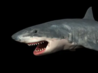 White shark 3D model buy