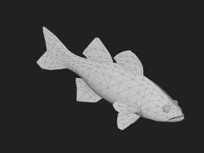 Whitebass Low-poly 3D model purchase