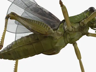 Common Field Grasshopper 3D Model