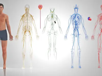 Cardiovascular lymphatic nervous System 3D model
