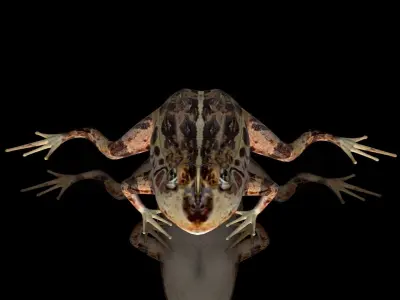 cascades frog Low-poly 3D model