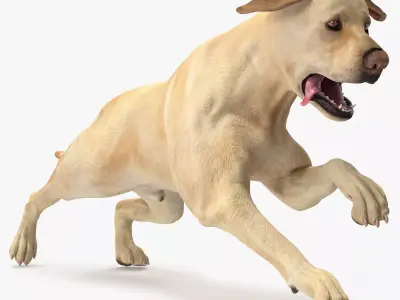 Running White Retriever Dog Animated Rigged for Maya 3D model