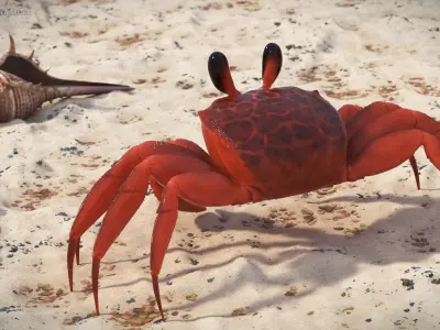  Coastal Burrowing Crab Red 
