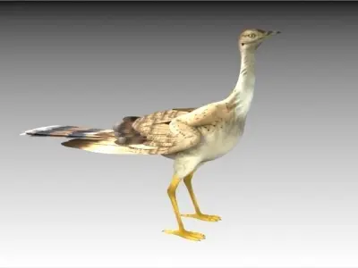 Houbara bustard 3D model