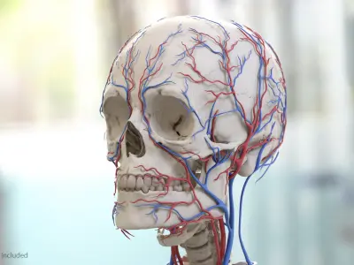 Human Head Cardiovascular System 3D model