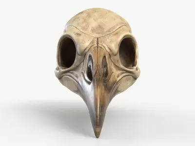 Bird Skull 2 3D model