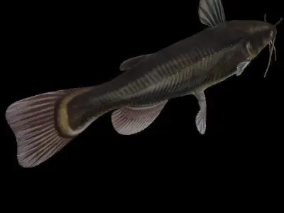 Catfish Low-poly 3D model