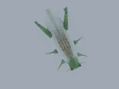grasshopper Low-poly 3D model buy