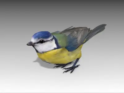 Blue tit Low-poly 3D model