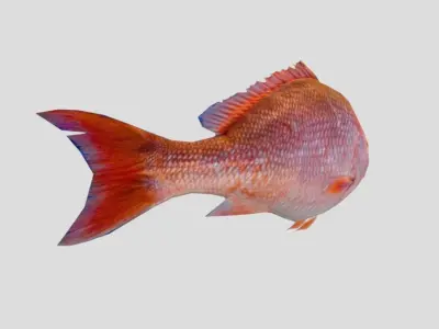 Red Snapper Low-poly 3D model purchase
