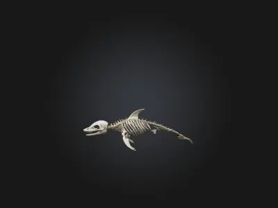 Realistic Dolphin Skeleton Model Low-poly 3D model
