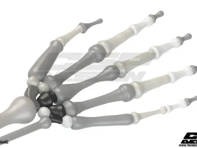 CGPdesign academySkeleton hand- design by Almir Covic Free 3D model
