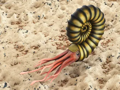 Ammonite 3D model purchase