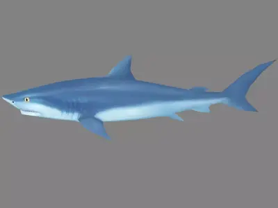 Cartoon Shark Low-poly 3D model