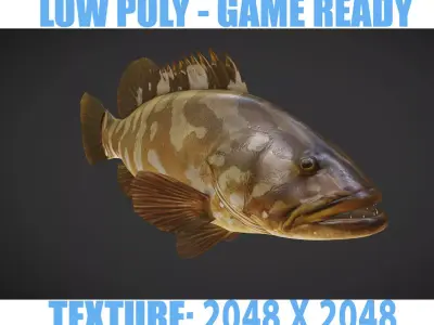 Grouper01 fish Low-poly 3D model