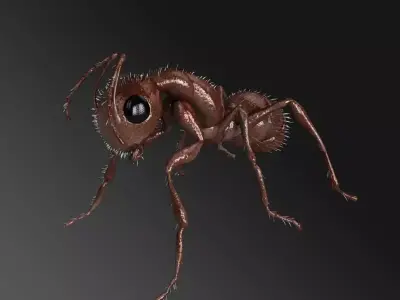 Carpenter Ant 3D model