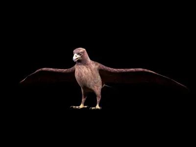 Eagle Rig Low-poly 3D model