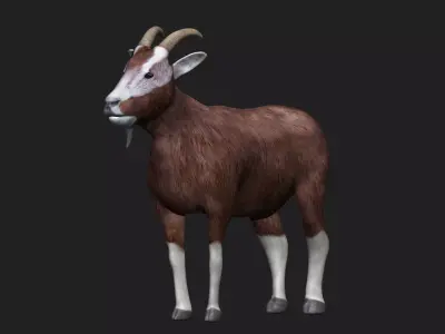 Goat fully rigged low polygon Low-poly 3D model
